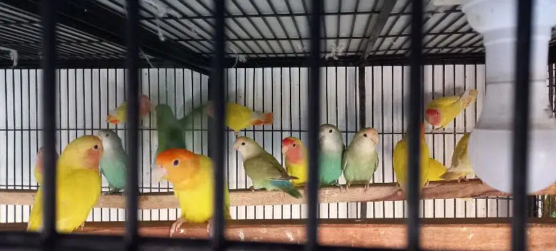Love Birds yellow opaline pale fallow beautiful. — photo 4
