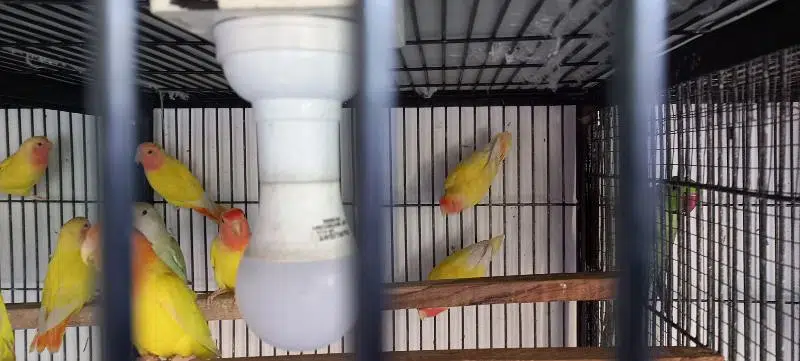 Love Birds yellow opaline pale fallow beautiful. — photo 5