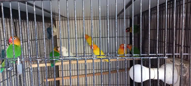 Love Birds yellow opaline pale fallow beautiful. — photo 6