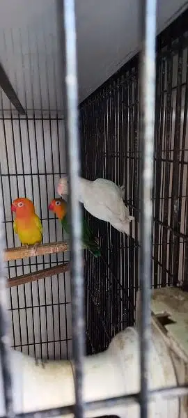 Love Birds yellow opaline pale fallow beautiful. — photo 7