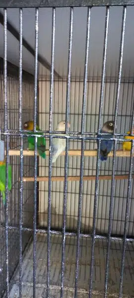 Love Birds yellow opaline pale fallow beautiful. — photo 8