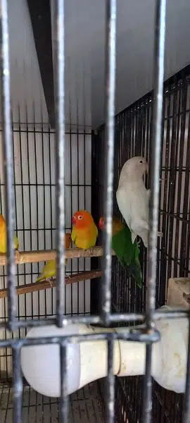 Love Birds yellow opaline pale fallow beautiful. — photo 9