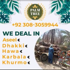 Date Palm Tree | Khajoor ke Podey 10' to 12' ft