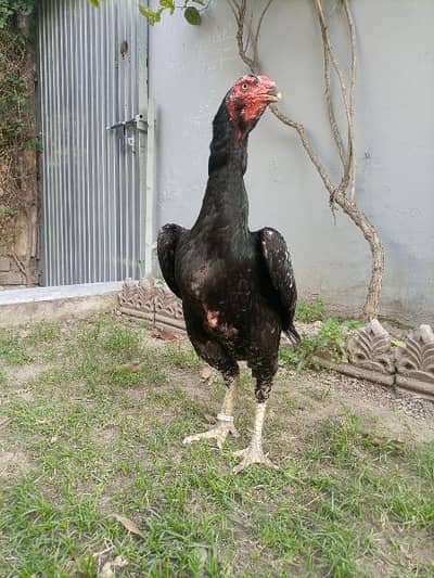 outstanding quality black Oh shamo female available - Hens & Aseel ...