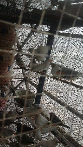 finches 0