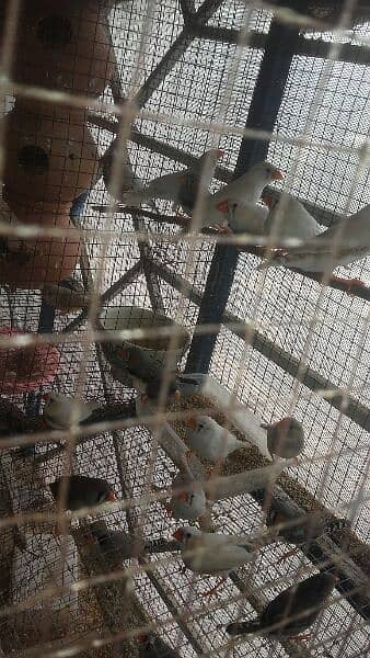 finches 1