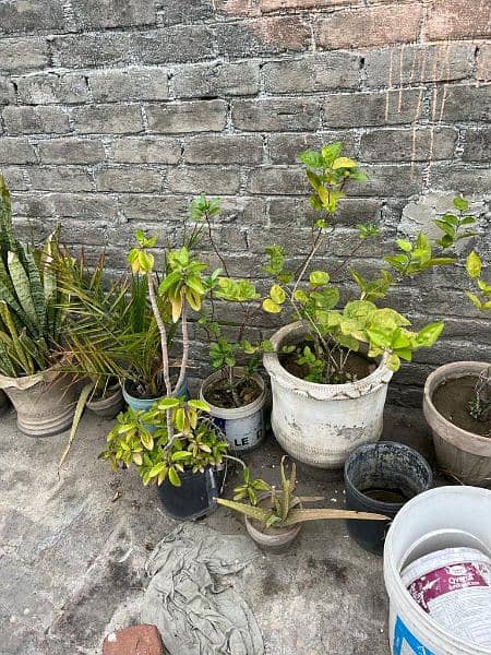 Plants for sale, All plants for sale with pots , pots for sale 1