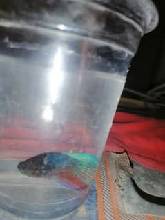 Betta Fish Male