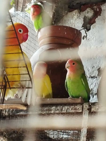 java split Red eyes/ love birds and albino 2