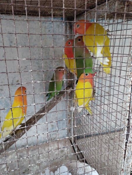 java split Red eyes/ love birds and albino 5