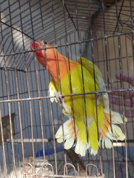 java split Red eyes/ love birds and albino 6