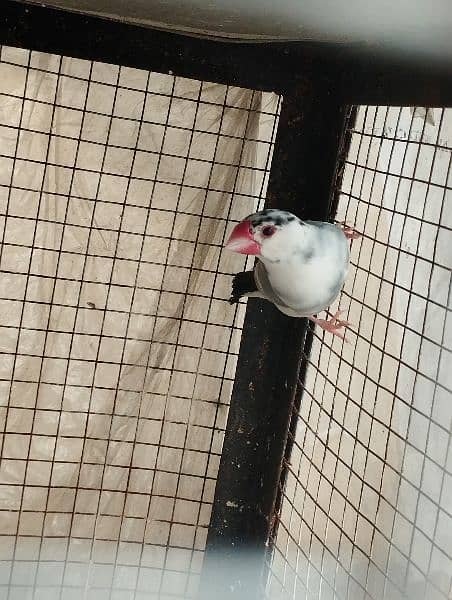 java split Red eyes/ love birds and albino 7