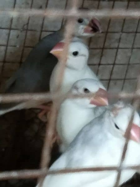 java split Red eyes/ love birds and albino 8