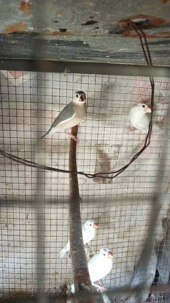 java split Red eyes/ love birds and albino 9