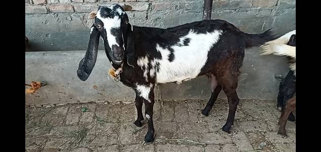 Betal bakri avlb for xale sath ak bakra ha - Livestock - 1069494674