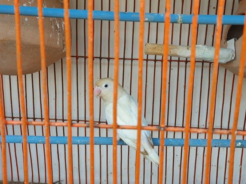 Albino 4 beautiful lovbirds available for sell 1