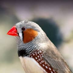 Breeder Finches 2 black 1 brown and 6 white for sell