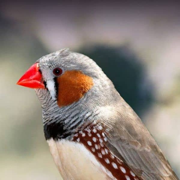 Breeder Finches 8 black 2 brown and 8 white for sell 0