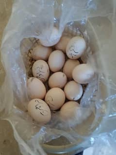 mianwali aseel eggs for sale