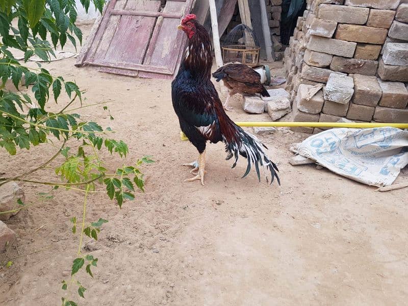 mianwali aseel eggs for sale 1