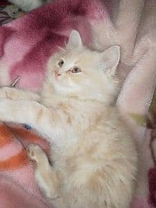 MM.Kittens