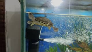 8 mm Strong Glass Fish Aquarium & Accessories Fishes 2.5 x 18 x 2 ft