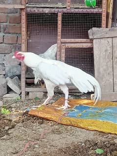 Heera