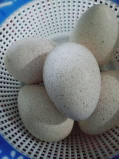 turkey eggs