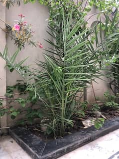 Ajwa Date Palm Tree / Ajwa Khajoor plant