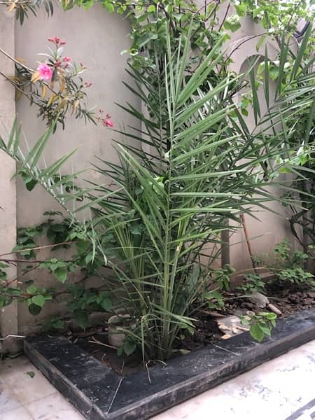 Ajwa Date Palm Tree / Ajwa Khajoor plant 0