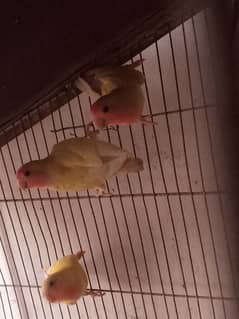 lovebirds Lotino age 6 month and 10 month