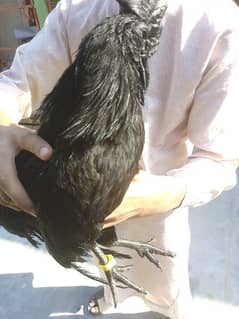 Ayam Cemani Black toungh Indonesian