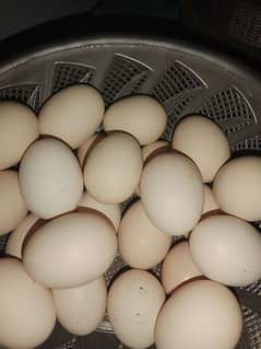 light succex hen eggs