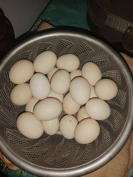 light succex hen eggs 1