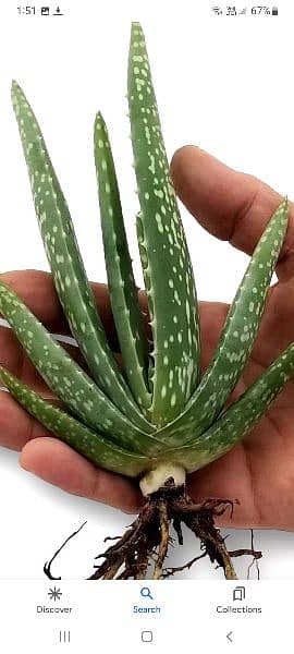 alovera plant big and small all size areavailable 0