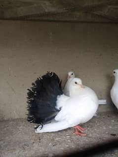 Lakha Fantail pigeon kabotar patti wale