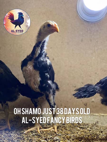 OH-Shamo chicks 100% pure guarantee by Al-Syed Fancy Birds Mirpurkhas 8