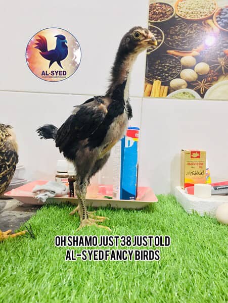 OH-Shamo chicks 100% pure guarantee by Al-Syed Fancy Birds Mirpurkhas 10