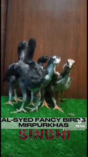 OH-Shamo chicks 100% pure guarantee by Al-Syed Fancy Birds Mirpurkhas 11