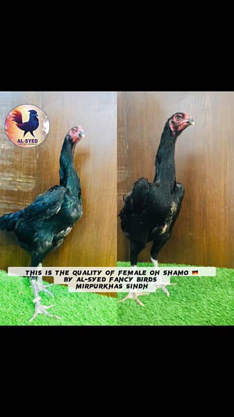 OH-Shamo chicks 100% pure guarantee by Al-Syed Fancy Birds Mirpurkhas 12