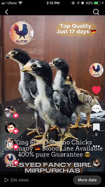 OH-Shamo chicks 100% pure guarantee by Al-Syed Fancy Birds Mirpurkhas 13