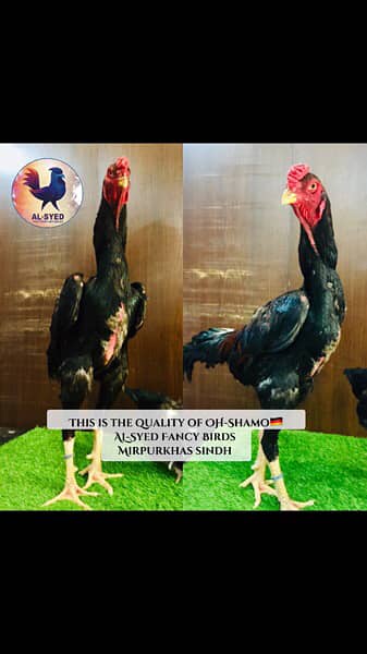 OH-Shamo chicks 100% pure guarantee by Al-Syed Fancy Birds Mirpurkhas 14