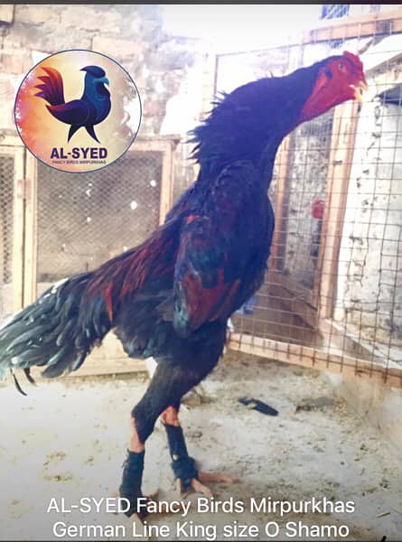 OH-Shamo chicks 100% pure guarantee by Al-Syed Fancy Birds Mirpurkhas 17
