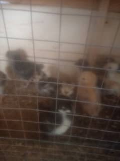lohman brown  chicks @@ Golden misri chicks