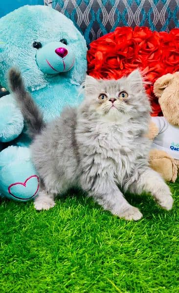 Cash On Delivery High Quality Persian Kittens or Persian Cat Babies 1