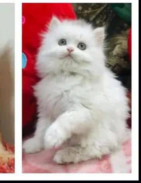 Cash On Delivery High Quality Persian Kittens or Persian Cat Babies 4