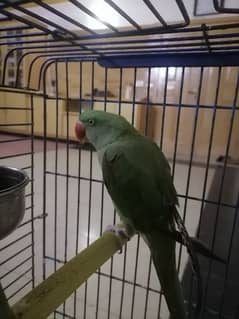Raw Parrot Female