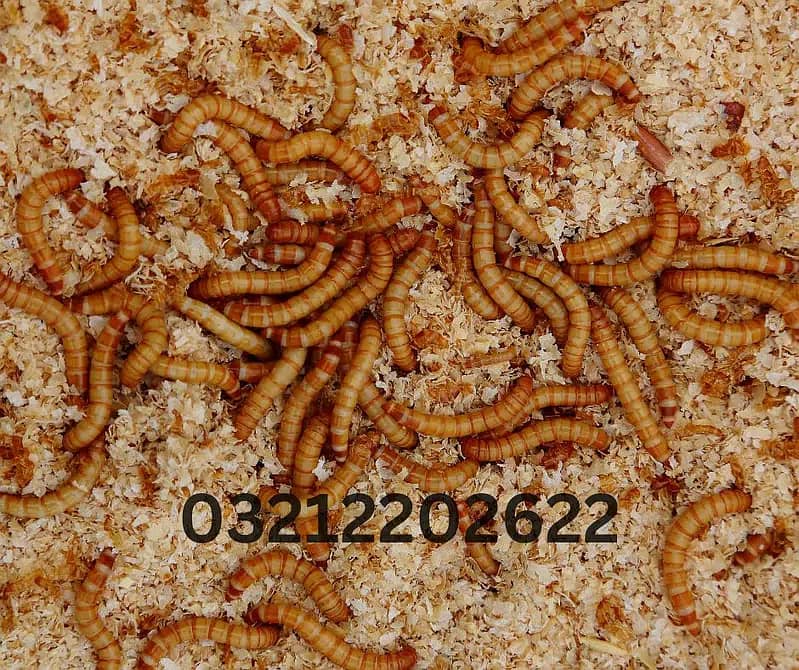 Darkling Beetle Mealworm Larvae | Rs 2 Each | 03212202622 1