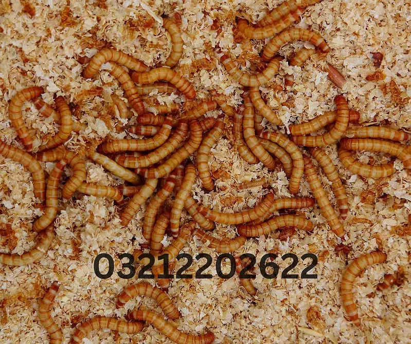 Darkling Beetle Mealworm Larvae | Rs 2 Each | 03212202622 — photo 2