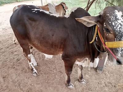 brown black bachra/bull (kheera) heavy, ready in bakraeid